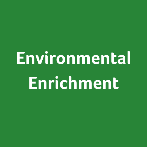 Environmental Enrichment